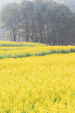 武汉东湖森林公园油菜花