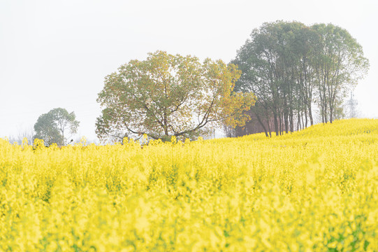 武汉东湖森林公园油菜花