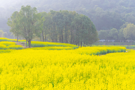 武汉东湖森林公园油菜花