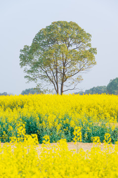 武汉东湖森林公园油菜花