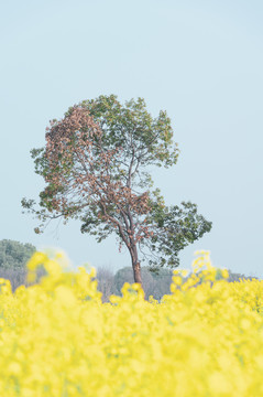 武汉东湖森林公园油菜花