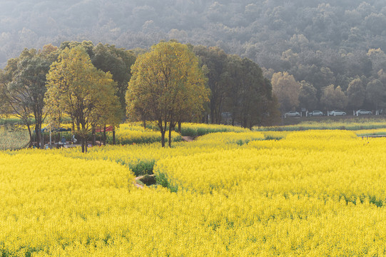 武汉东湖森林公园油菜花