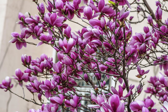 树的一侧盛开的紫玉兰花