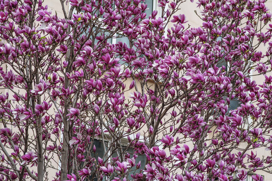 树上成片盛开的紫玉兰花
