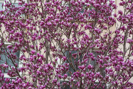 树上大片盛开的紫玉兰花