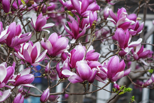 树上朵朵盛开着的紫玉兰花