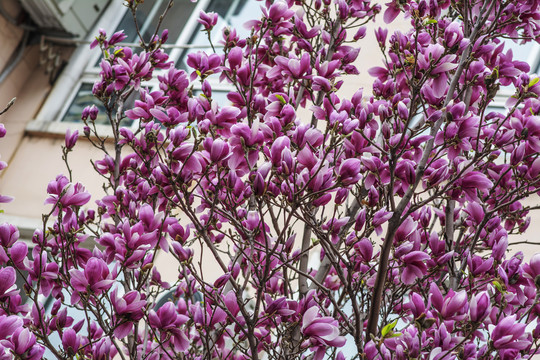 树上满是盛开的紫玉兰花