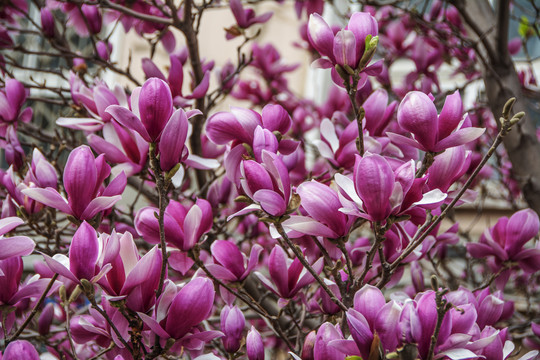 树上一朵一朵盛开的紫玉兰花
