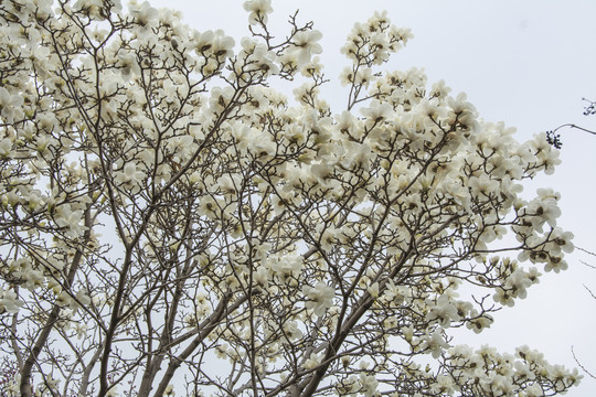开满一片白玉兰花的树梢