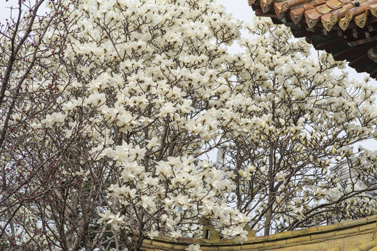 树上一大片盛开的白玉兰花