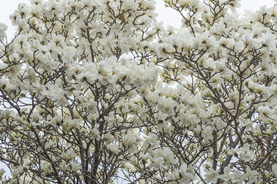 树梢上开满一大片白玉兰花