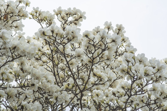 树梢上一片盛开白玉兰花