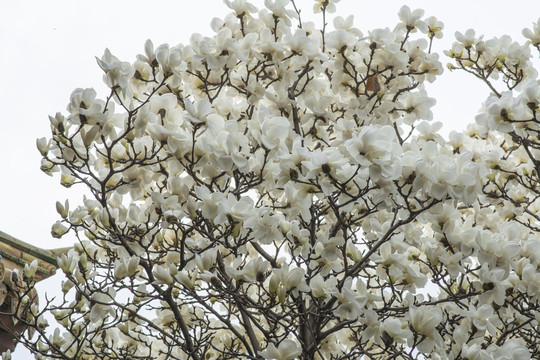 树枝上开满一大片白玉兰花