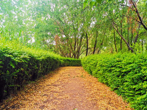 园林绿道步道