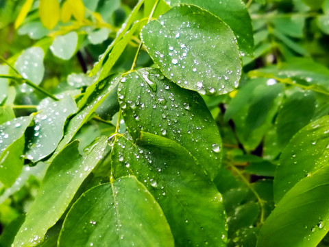 绿叶上的水珠