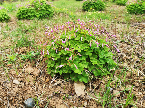 红花酢浆草