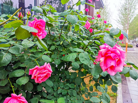 粉色月季花