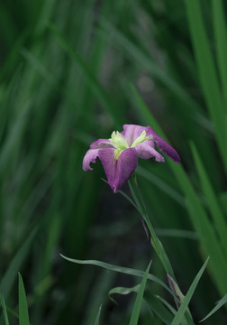 紫鸢尾花