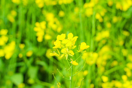 油菜花