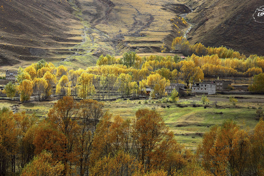 秋色光影树林藏族民居