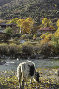 光影树林藏族民居河流牦牛