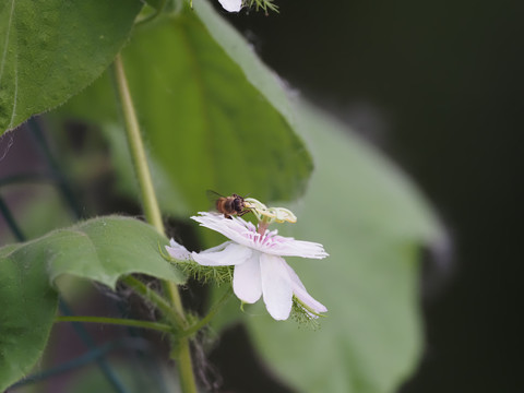 龙珠果花