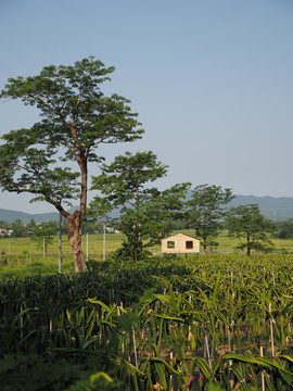 火龙果基地