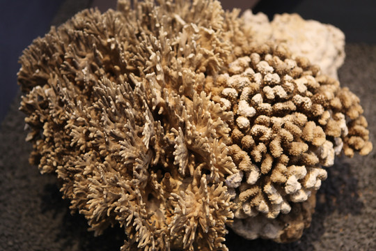 珊瑚标本