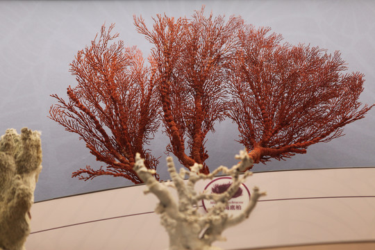 珊瑚标本
