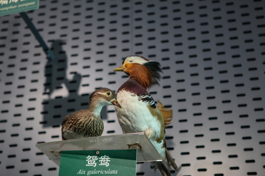 展览