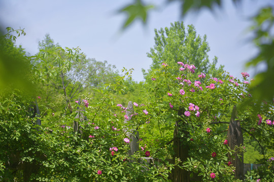 蔷薇花开