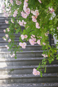 蔷薇花与石阶梯
