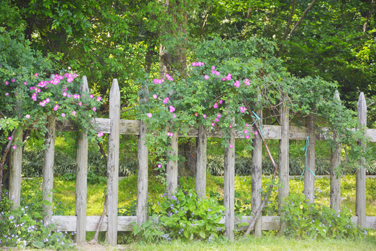 木栅栏与蔷薇
