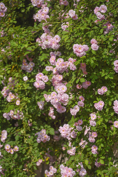 花朵背景