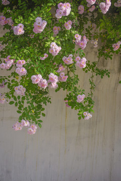 墙面蔷薇花枝
