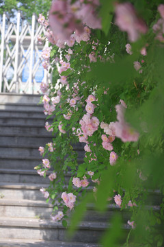 阶梯与蔷薇花