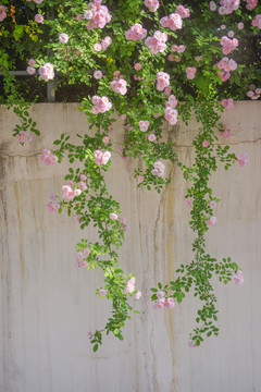 墙面蔷薇花枝