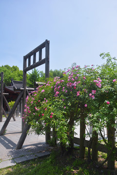 木栅栏与蔷薇花
