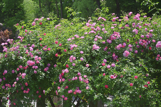 蔷薇花背景