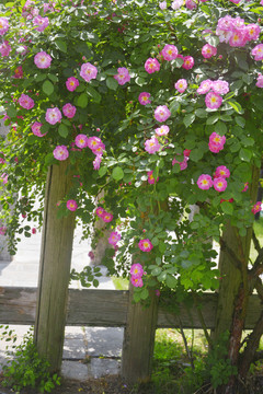 木篱笆与蔷薇