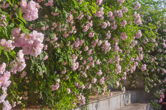 蔷薇花背景