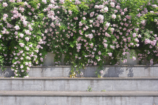 阶梯与蔷薇花