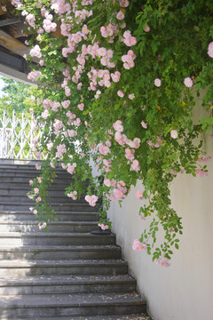 台阶与花墙