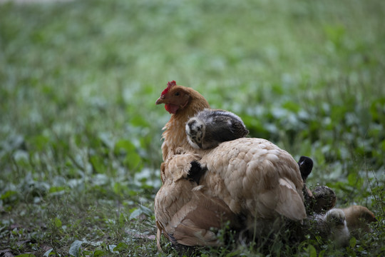 生态养殖母鸡与雏鸡