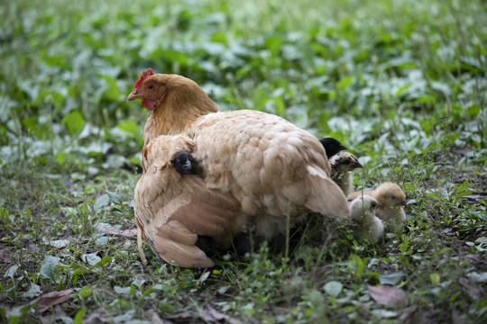 生态养殖母鸡与雏鸡