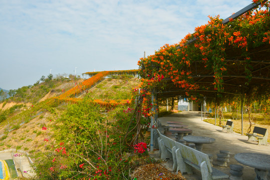 炮仗花