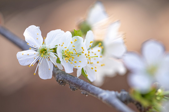 梨花