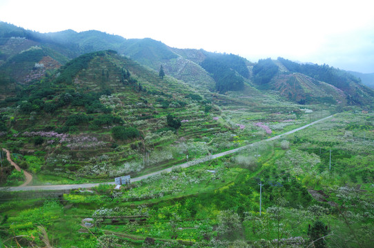 李花遍野