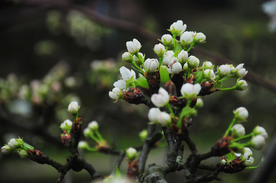 李花