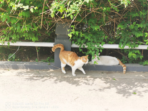 夏日里的橘猫